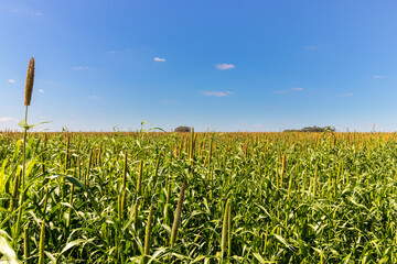 Sorghum Field