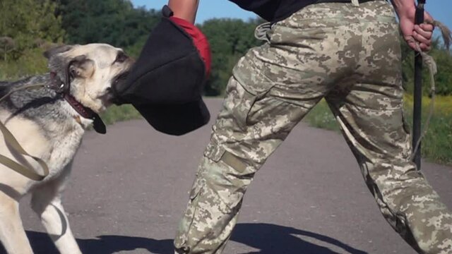 dog attacks, slow motion