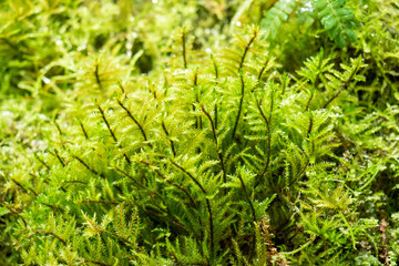 Ferns and moss in the rainforest. Close-up Selective focus.