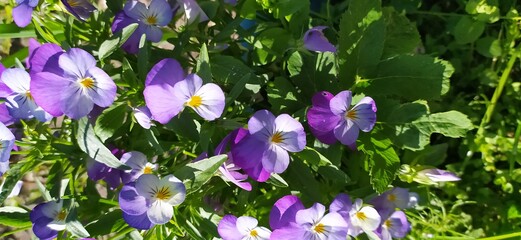 purple crocus flowers