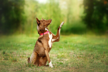 Mongrel dog chocolate color beautiful portrait cute look nature
