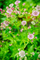 Blooming Astrantia in the garden. Selective focus. Shallow depth of field.