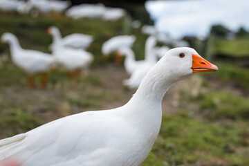 Portrait of Domestic goose, Anser cygnoides domesticus, in profile on bright green blured background. Domesticated grey goose, greylag goose or white goose portrait

