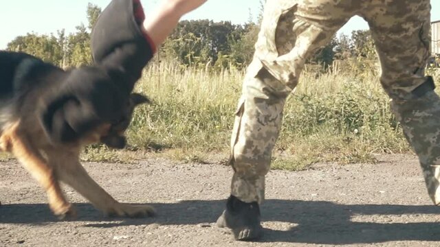angry dog attacks