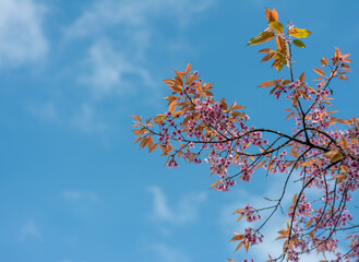 The blossom of Prunus cerasoides in the winter.