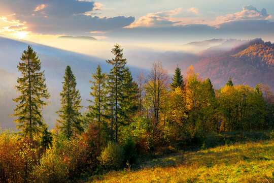 forest on misty morning in mountains. autumnal foggy sunrise background.