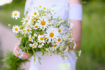 Girl holds a bouquet of wild white flowers. Bouquet of daisies in nature. Blurred background