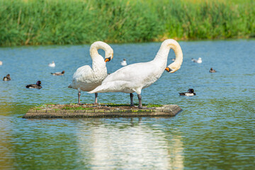 A romantic Mute swan (Cygnus olor) couple. Blue water background
