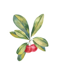 tree branch with leaves and berries cherry illustration watercolor on a white background