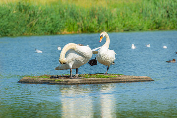 A romantic Mute swan (Cygnus olor) couple. Blue water background