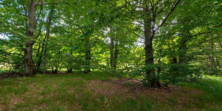 beech forest in summer.  trees in lush green foliage. beautiful nature scenery