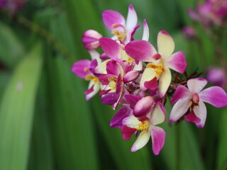 Obraz na płótnie Canvas Beautiful orchid flowers with rain drops