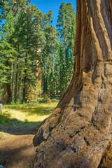 Sequoia National Park in California, USA.