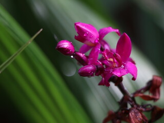 Beautiful orchid flowers with rain drops