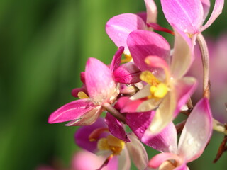 Fototapeta na wymiar Beautiful orchid flowers with rain drops