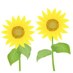 Illustration of two big sunflowers
