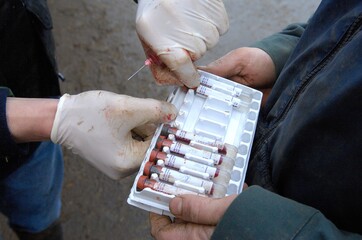 Prise de sang sur bovins, échantillons prélevés pour analyse