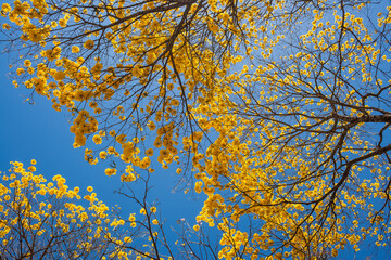 Árvores do cerrado goiano. Ipês amarelos floridos.