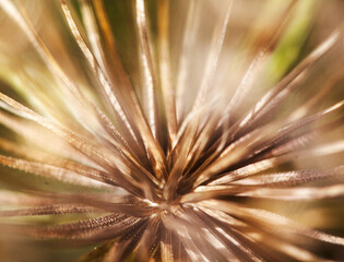 detail of macro dandelion