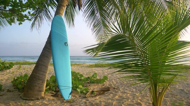 CLOSE UP, DOF: Long blue surfboard leans against a palm tree on the scenic tropical beach near a popular surf spot in the Caribbean. Unknown surfer left a surfboard next to a palm tree in Barbados.