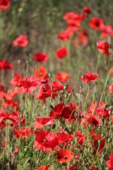 Fototapeta na wymiar Brilliant bright red poppy blooms in a field blowing in the summer sunshine 