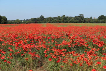 Brilliant bright red poppy blooms in a field blowing in the summer sunshine 