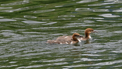 Giovane di smergo maggiore nuota sul laghetto, in primo piano, in primavera
