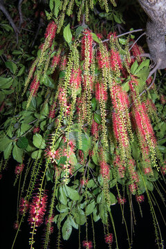 I Love You with red flower, Barringtonia acutangula (L.) Garetn, .Indian oak