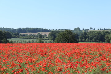 Brilliant red blooms red poppy heads 