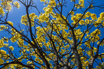 Galhos floridos de ipê amarelo.