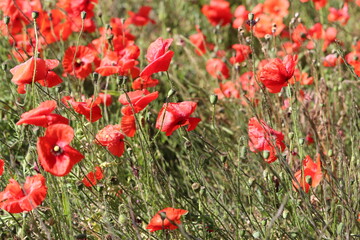 Brilliant red blooms red poppy heads 