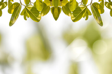 Natural green leaves, beautiful blurred background