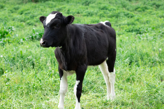 A black and white calf grazes on the lawn. Calf on grass background