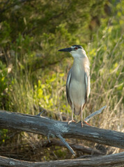 White crowned night Heron