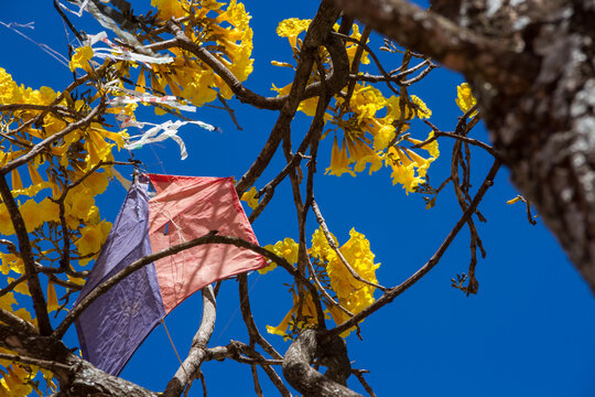Ip&ecirc; amarelo florido com uma pipa presa nos galhos.