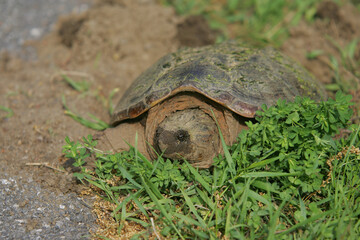 Snapping turtle in spring getting ready to lays eggs