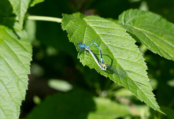 big dragonfly in a native habitat