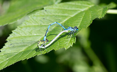 big dragonfly in a native habitat