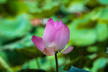 Pink water lily flower. Lotus flower in Vietnam. Closeup