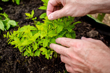 planting green fresh leaf of mint, morocco type mint closeup shot with man hands in the front, working in herbal garden theme