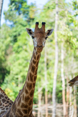 Portrait of a giraffe head in nature. Wild african animals