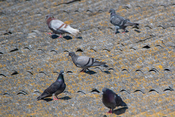 A pigeon sits on the roof. Photographed close-up.