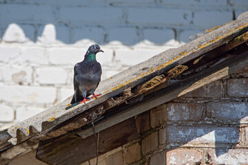 A pigeon sits on the roof. Photographed close-up.