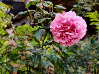 pink rose bush