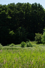 green meadow in the forest with trees