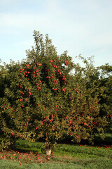 Fototapeta na wymiar Apples ready to harvest in orchard