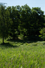 green meadow in the forest with trees