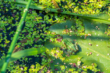A green edible frog, Pelophylax kl. esculentus on a water lily leaf. Common European frog, Common water frog or green frog