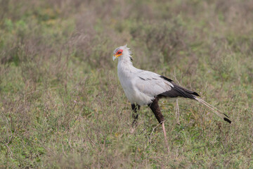 Secretary Bird in Tanzania Africa