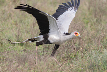 Obraz na płótnie Canvas Secretary Bird in Tanzania Africa